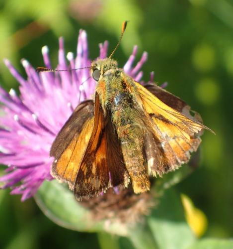 Ochlodes sylvanus